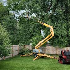 Best Arborist Consultation Services  in San Luis, AZ