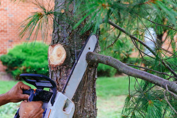 Best Hazardous Tree Removal  in San Luis, AZ